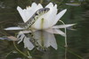 slow motion danube delta